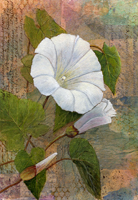 Hedge Bindweed