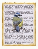 Blue Tit in other words