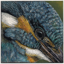 Kingfisher closeup