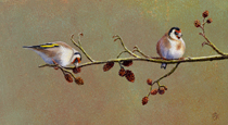 Goldfinches on Alder