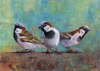 Passer Domesticus - The Boys