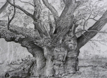 Cathedral Oak (Savernake)